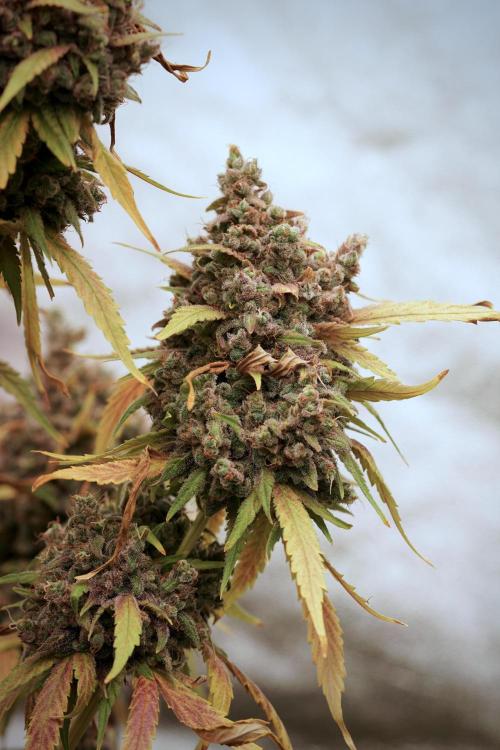 BlueBerry by Zamnesia Seeds. Week 14 - BB Last days before harvest 