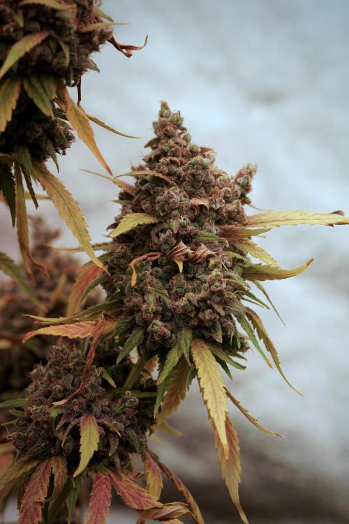 BlueBerry by Zamnesia Seeds. Week 14 - BB Last days before harvest 