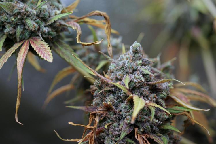 BlueBerry by Zamnesia Seeds. Week 14 - BB Last days before harvest 