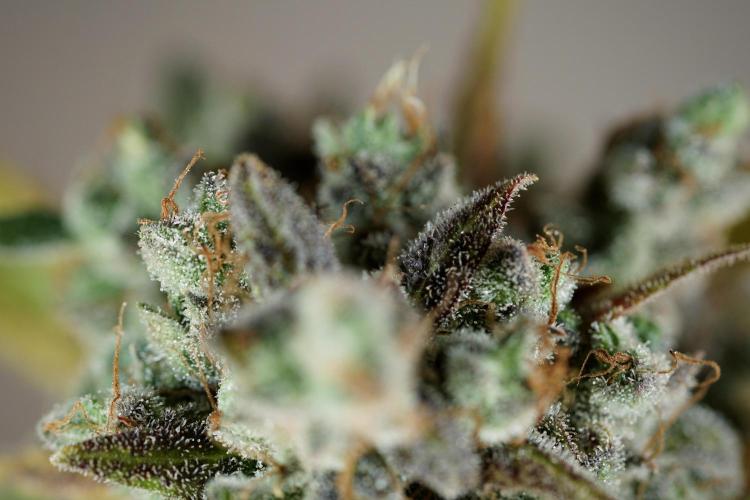 BlueBerry by Zamnesia Seeds. Week 14 - BB modeling 