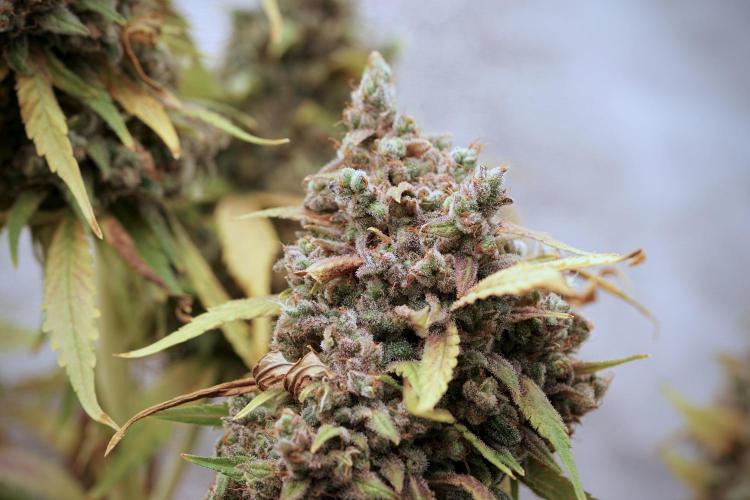 BlueBerry by Zamnesia Seeds. Week 14 - BB Last days before harvest 