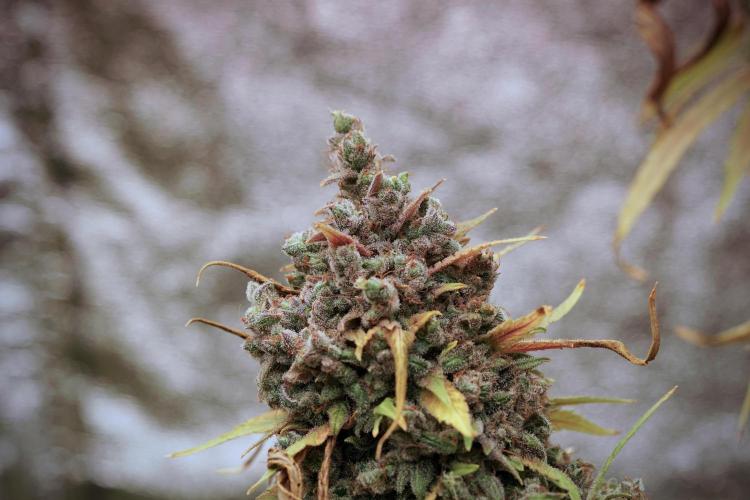 BlueBerry by Zamnesia Seeds. Week 14 - BB Last days before harvest 