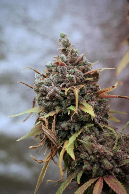 BlueBerry by Zamnesia Seeds. Week 14 - BB Last days before harvest 