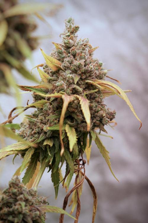 BlueBerry by Zamnesia Seeds. Week 14 - BB Last days before harvest 