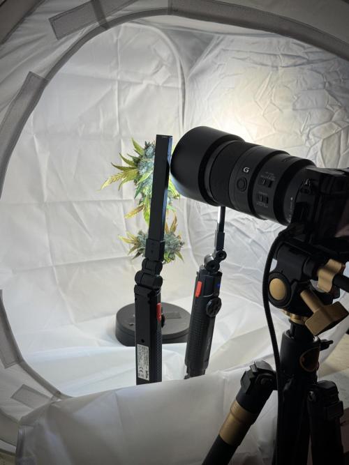 BlueBerry by Zamnesia Seeds. Week 14 - BB Last days before harvest 