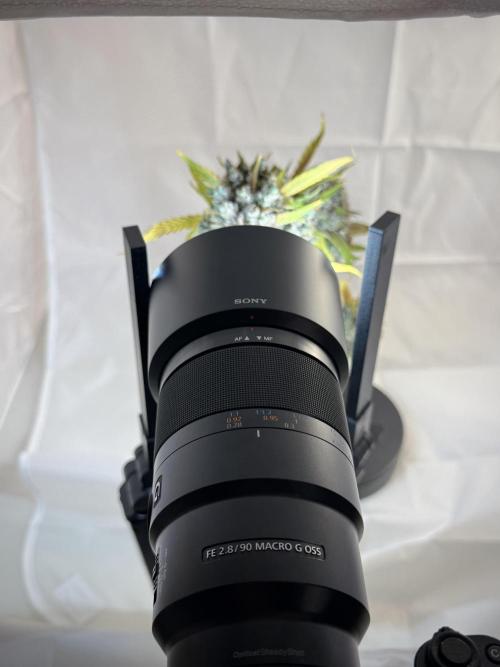 BlueBerry by Zamnesia Seeds. Week 14 - BB Last days before harvest 