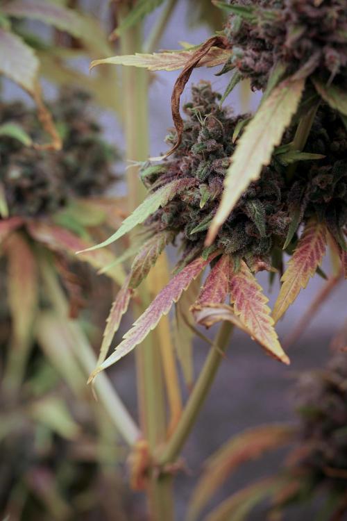 BlueBerry by Zamnesia Seeds. Week 14 - BB Last days before harvest 