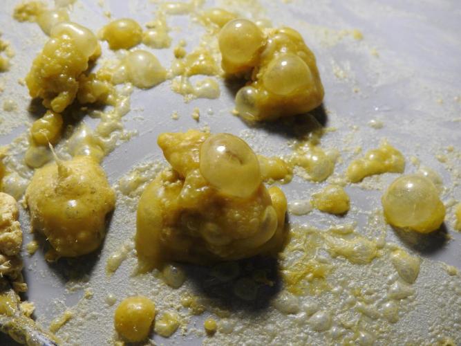 BHO Extraction. Week 12 - Extracting Gold with BHO