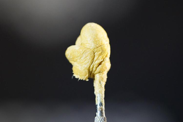BHO Extraction. Week 12 - Extracting Gold with BHO