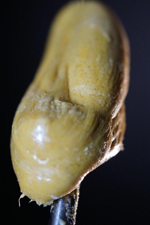 BHO Extraction. Week 12 - Extracting Gold with BHO