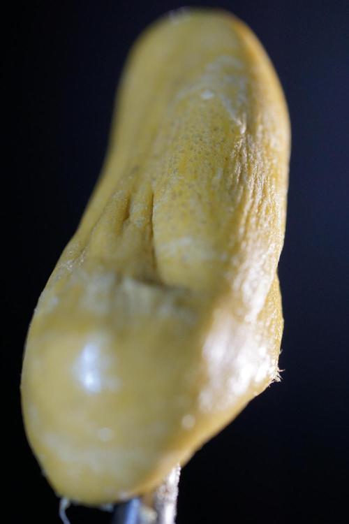 BHO Extraction. Week 12 - Extracting Gold with BHO