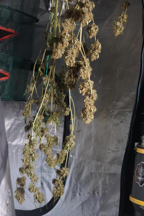 A Sudae Driver Mood. Week 14 - SD#2