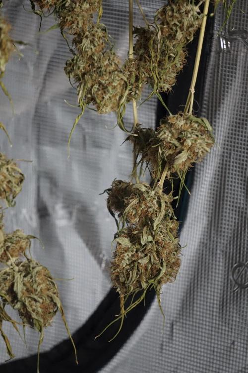 A Sudae Driver Mood. Week 14 - SD#2