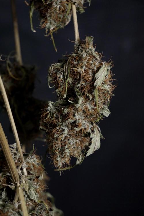 A Sudae Driver Mood. Week 14 - SD#2