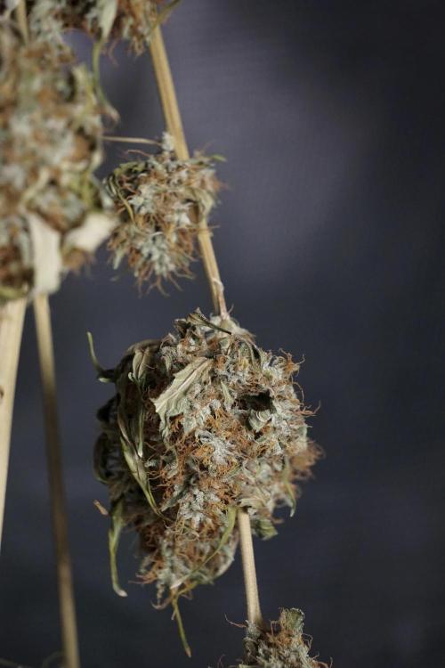 A Sudae Driver Mood. Week 14 - SD#2