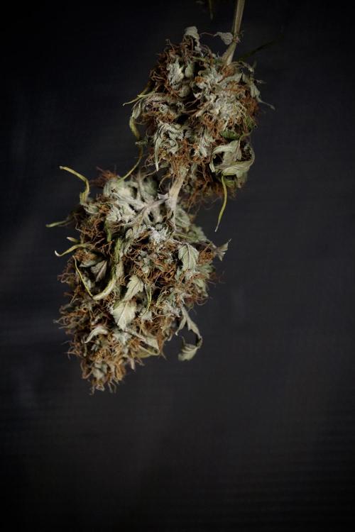 A Sudae Driver Mood. Week 14 - SD#2