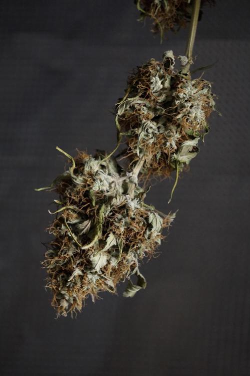 A Sudae Driver Mood. Week 14 - SD#2