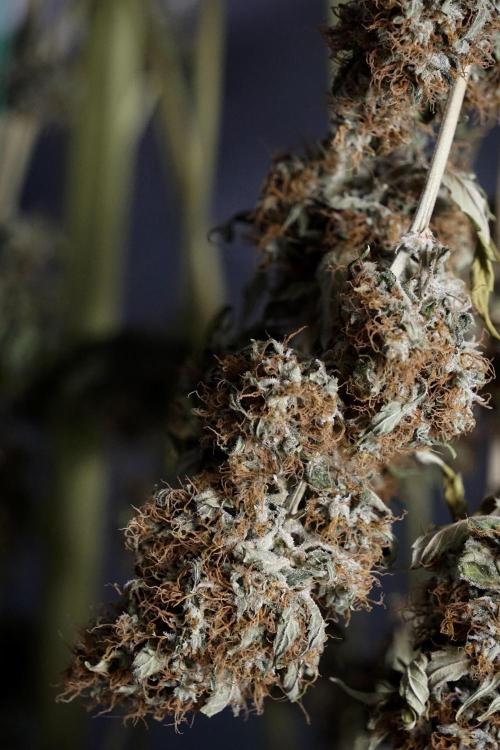 A Sudae Driver Mood. Week 14 - SD#2