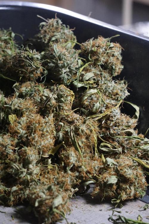 A Sudae Driver Mood. Week 14 - SD#2