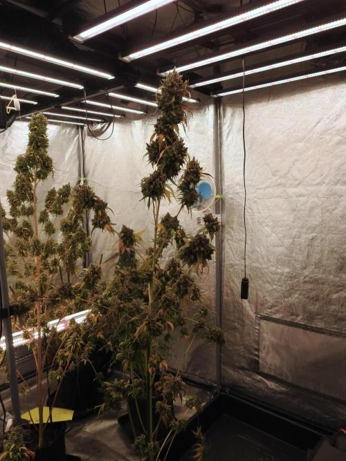 A Sudae Driver Mood. Week 14 - SD#3