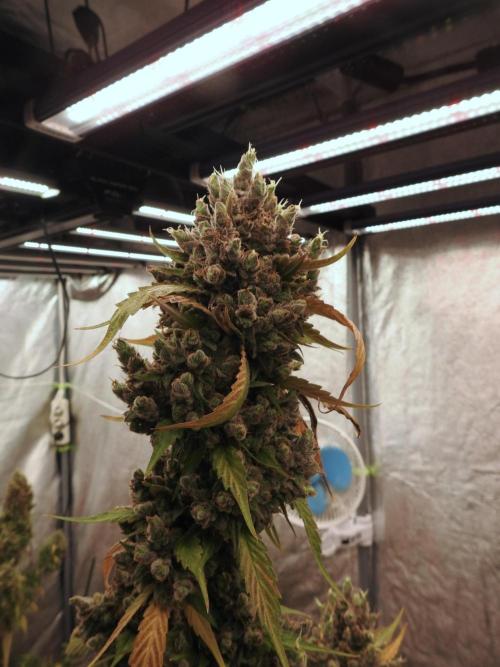 A Sudae Driver Mood. Week 14 - SD#3