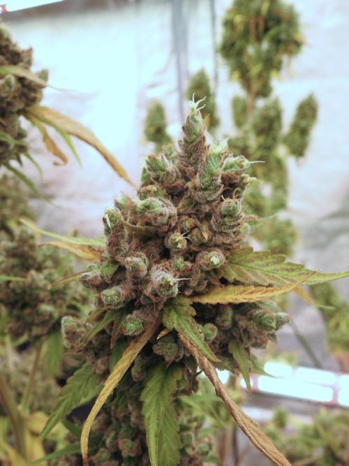 A Sudae Driver Mood. Week 14 - SD#3