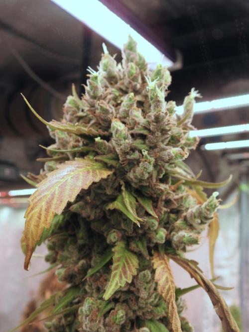 A Sudae Driver Mood. Week 14 - SD#3