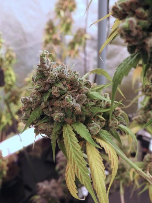 A Sudae Driver Mood. Week 14 - SD#3