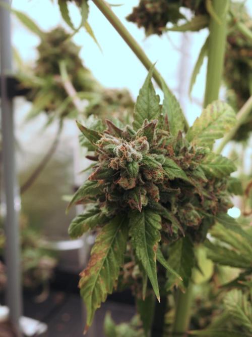 A Sudae Driver Mood. Week 14 - SD#3