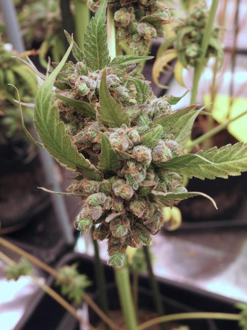 A Sudae Driver Mood. Week 14 - SD#3