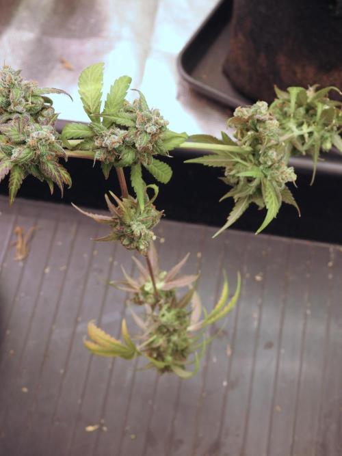 A Sudae Driver Mood. Week 14 - SD#3