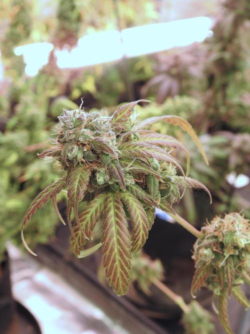 A Sudae Driver Mood. Week 14 - SD#3