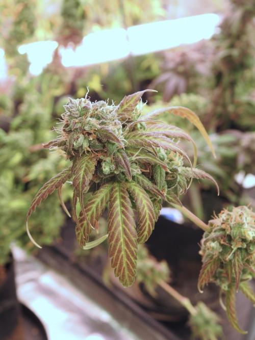 A Sudae Driver Mood. Week 14 - SD#3