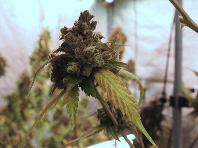 A Sudae Driver Mood. Week 14 - SD#3