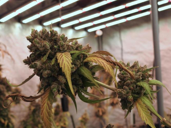 A Sudae Driver Mood. Week 14 - SD#3