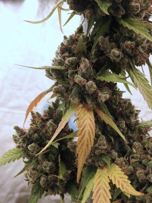 A Sudae Driver Mood. Week 14 - SD#3