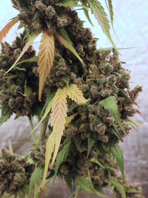 A Sudae Driver Mood. Week 14 - SD#3