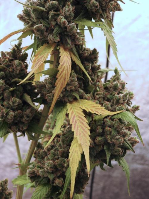 A Sudae Driver Mood. Week 14 - SD#3