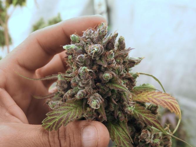 A Sudae Driver Mood. Week 14 - SD#3