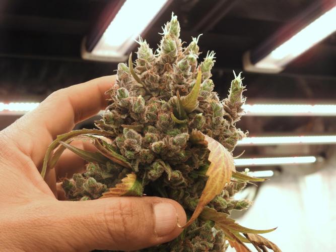 A Sudae Driver Mood. Week 14 - SD#3