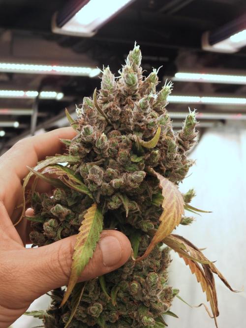 A Sudae Driver Mood. Week 14 - SD#3