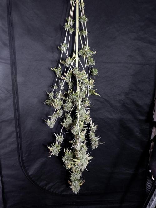 A Sudae Driver Mood. Week 14 - SD#3