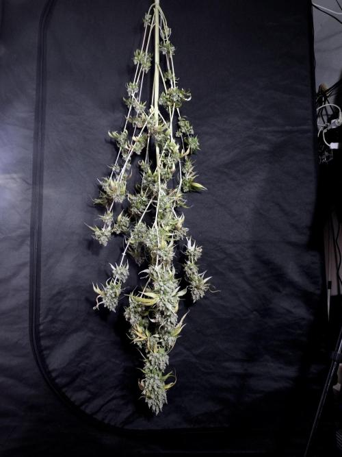 A Sudae Driver Mood. Week 14 - SD#3