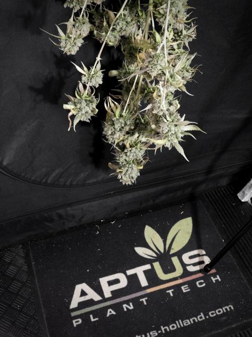 A Sudae Driver Mood. Week 14 - SD#3