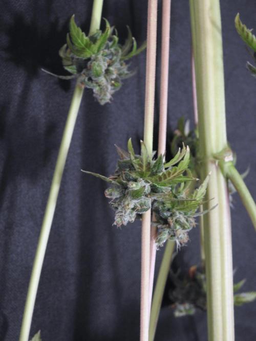 A Sudae Driver Mood. Week 14 - SD#3