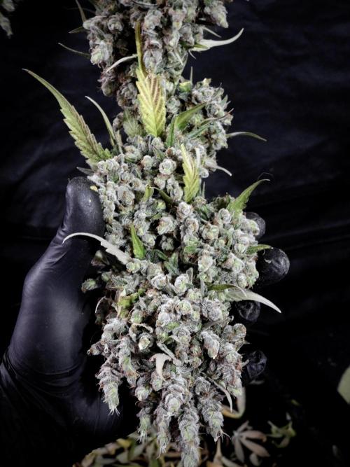 A Sudae Driver Mood. Week 14 - SD#3