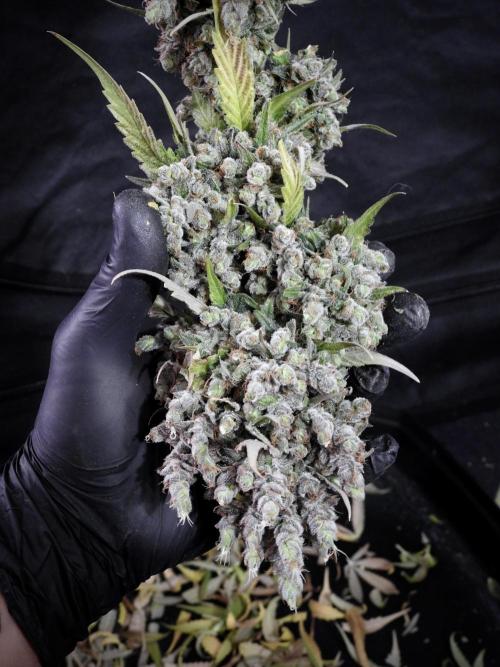 A Sudae Driver Mood. Week 14 - SD#3