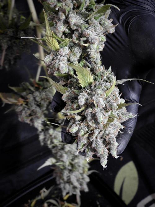 A Sudae Driver Mood. Week 14 - SD#3