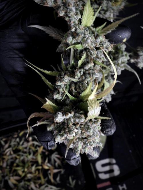 A Sudae Driver Mood. Week 14 - SD#3