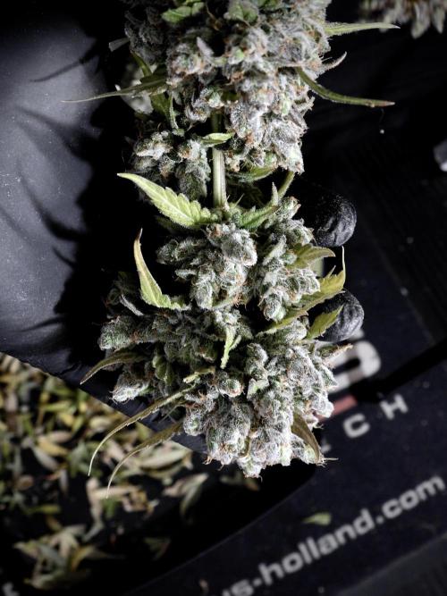 A Sudae Driver Mood. Week 14 - SD#3